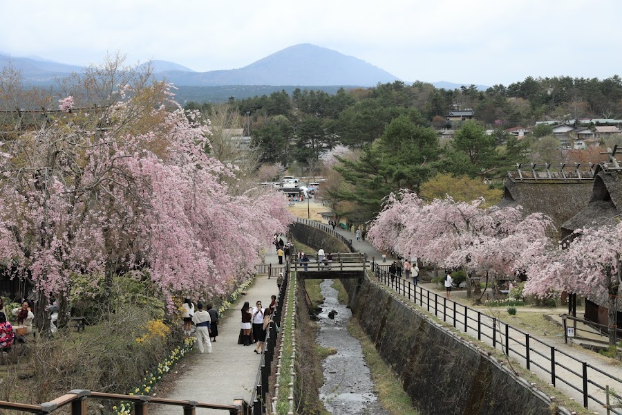 西湖いやしの里 根場の写真