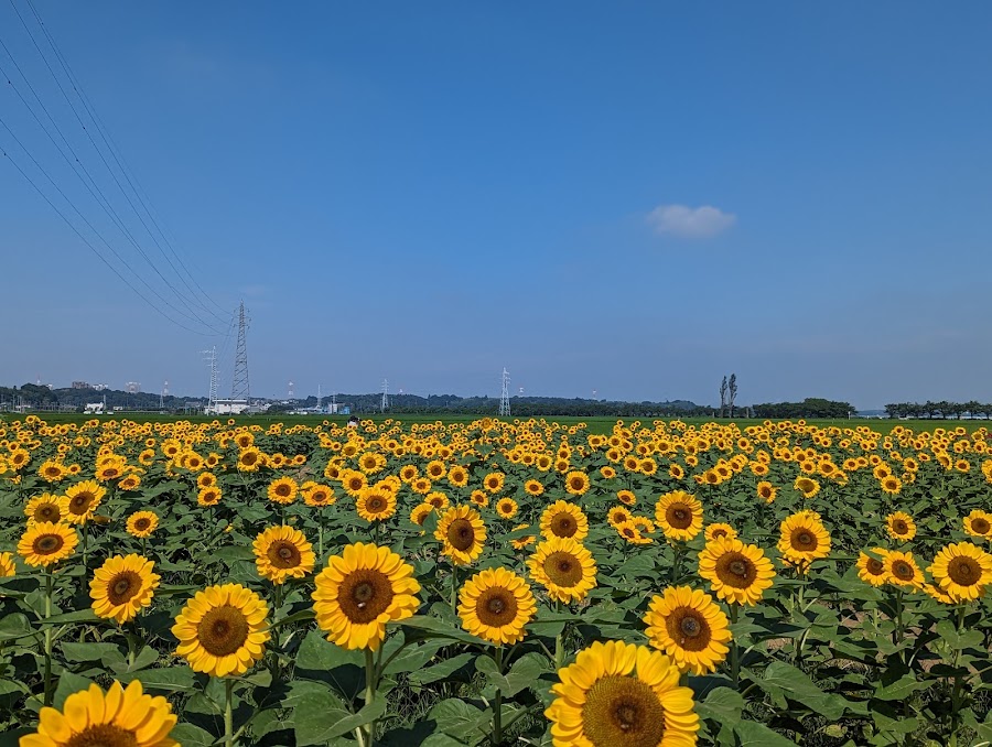佐倉ふるさと広場の写真