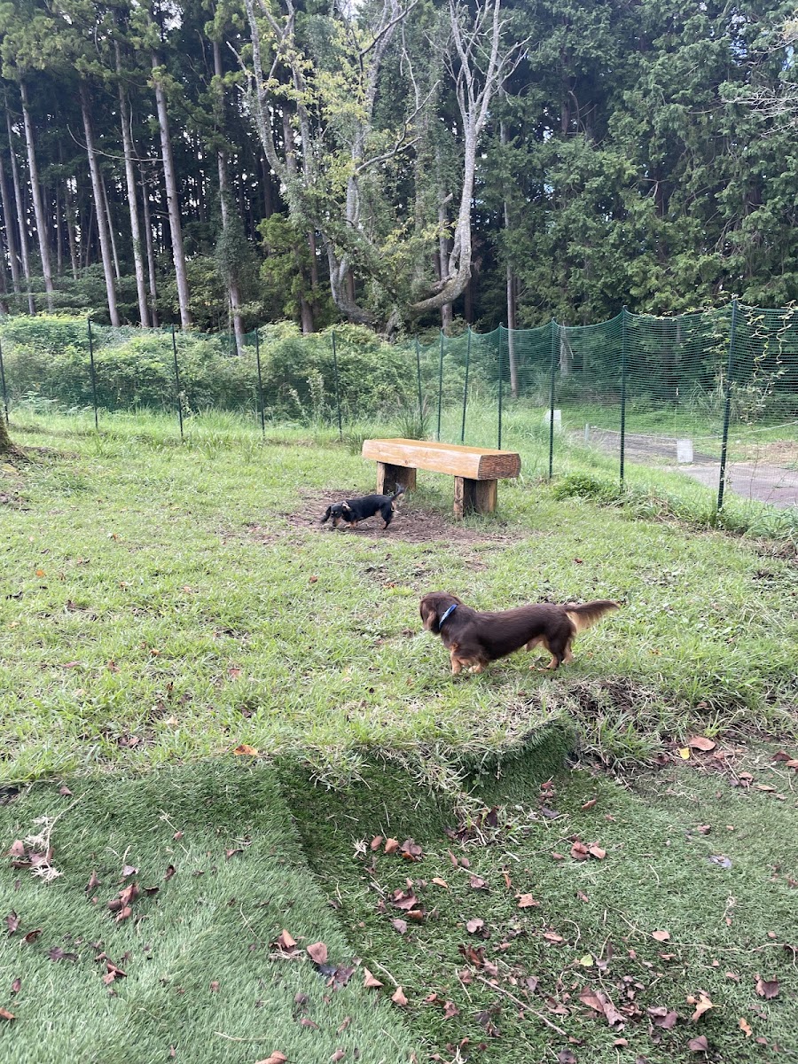 さくらの里 ドッグランの写真