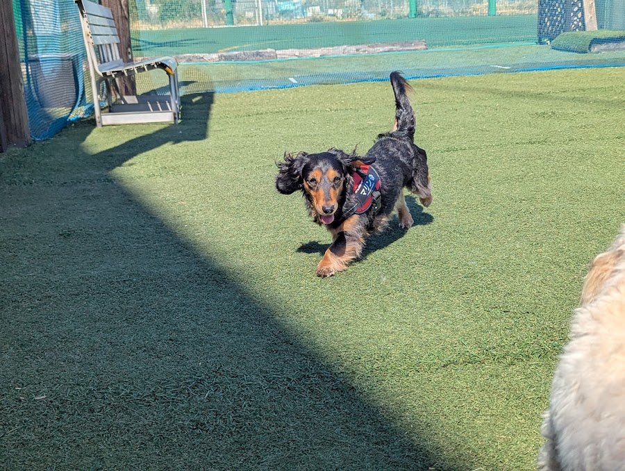 Samukawa Dog Garden'sの写真