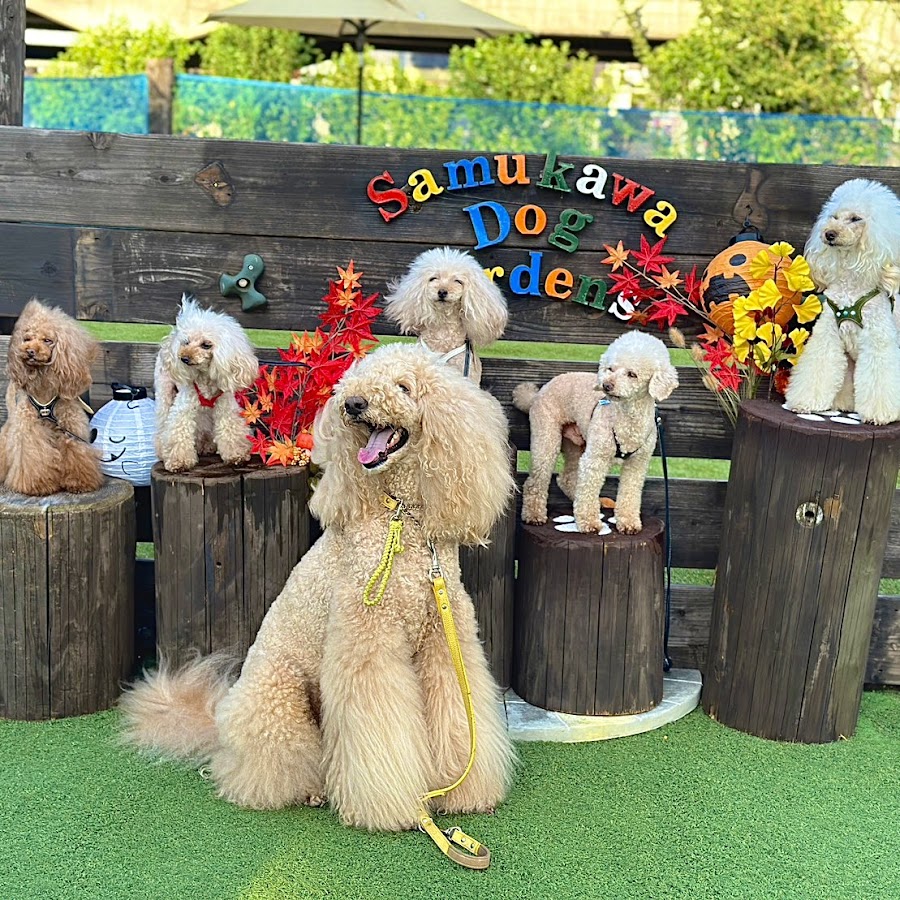 Samukawa Dog Garden'sの写真