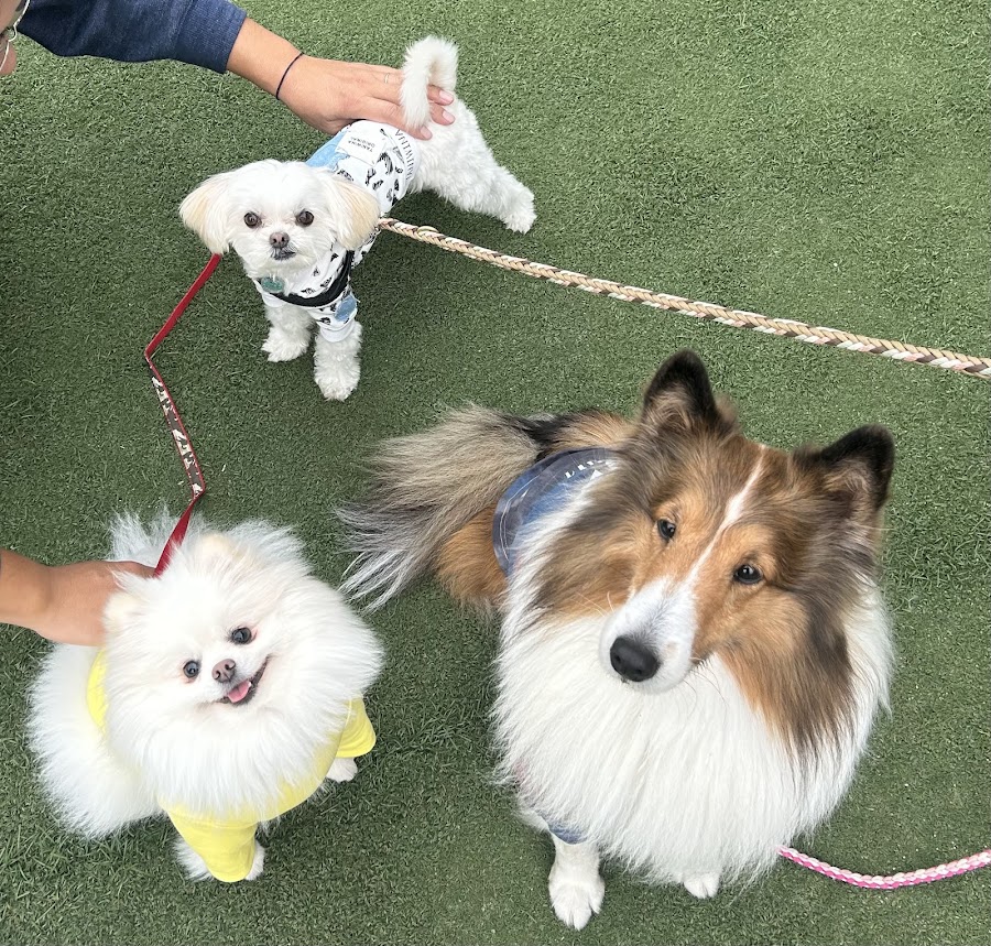 Samukawa Dog Garden'sの写真