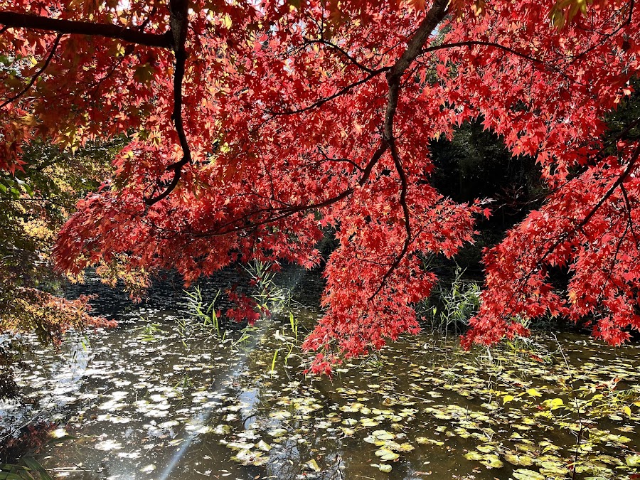 石神井公園の写真