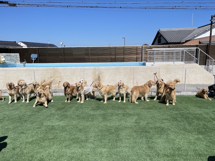 志太さんちのDOGRUNの写真