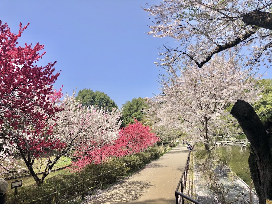 清水公園の写真