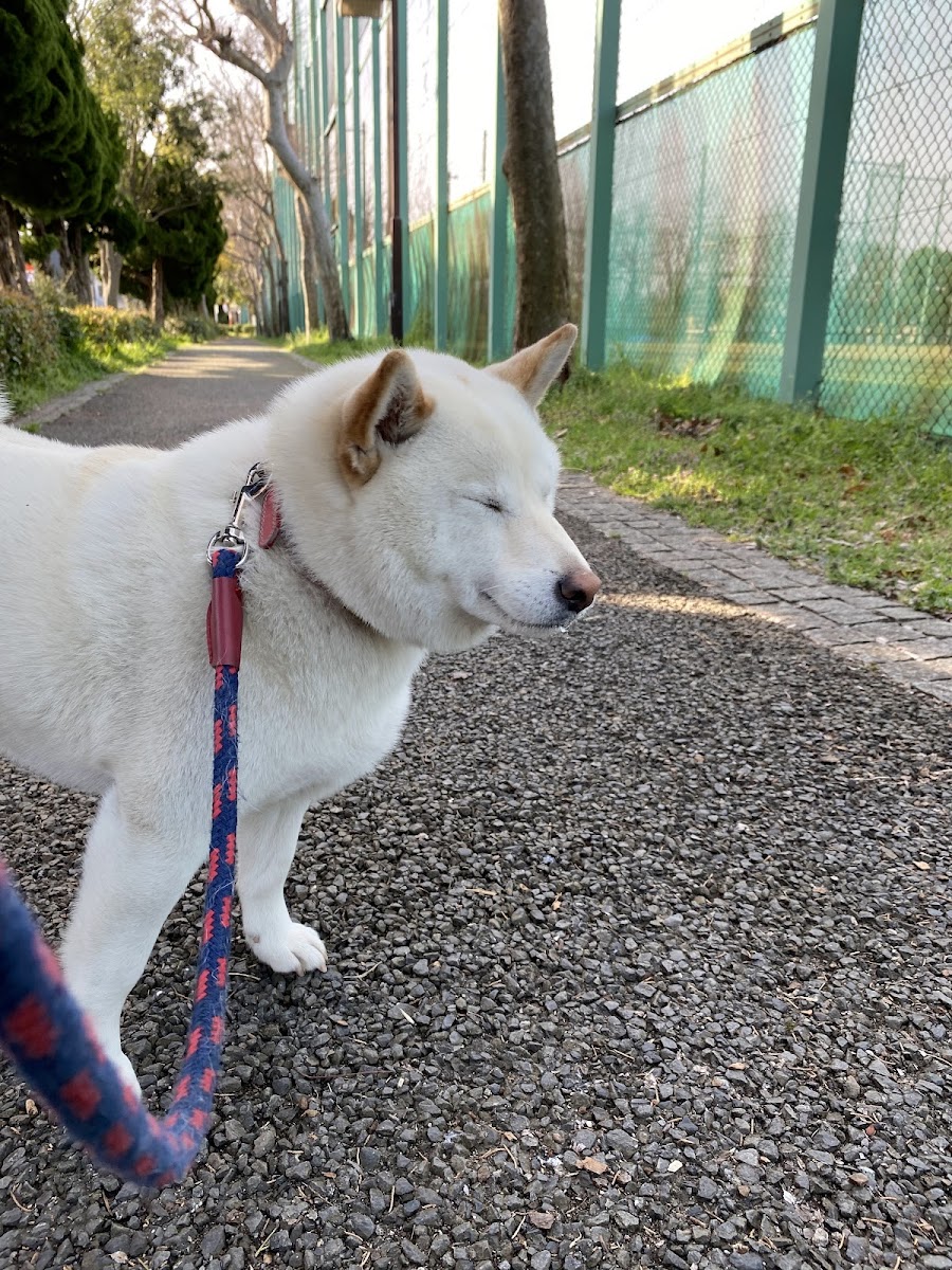 篠崎公園 ドッグランの写真