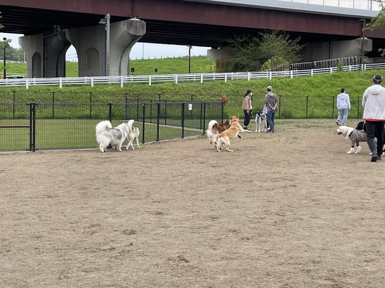新横浜公園ドッグランの写真