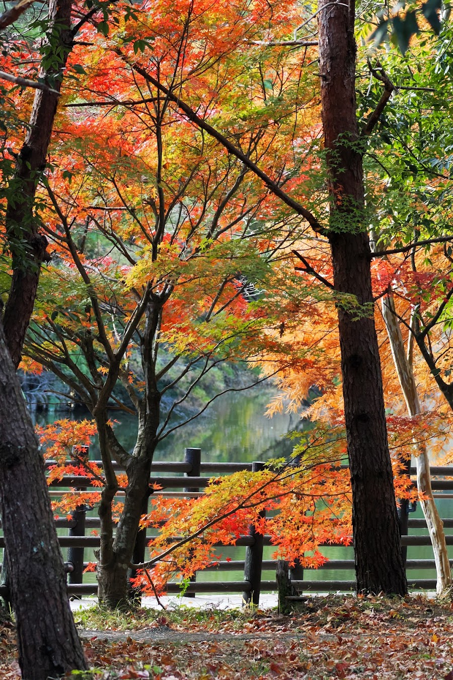 静岡県立森林公園の写真
