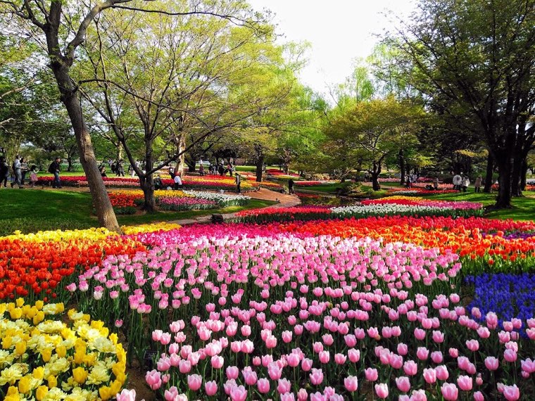 国営昭和記念公園 ドッグランの写真