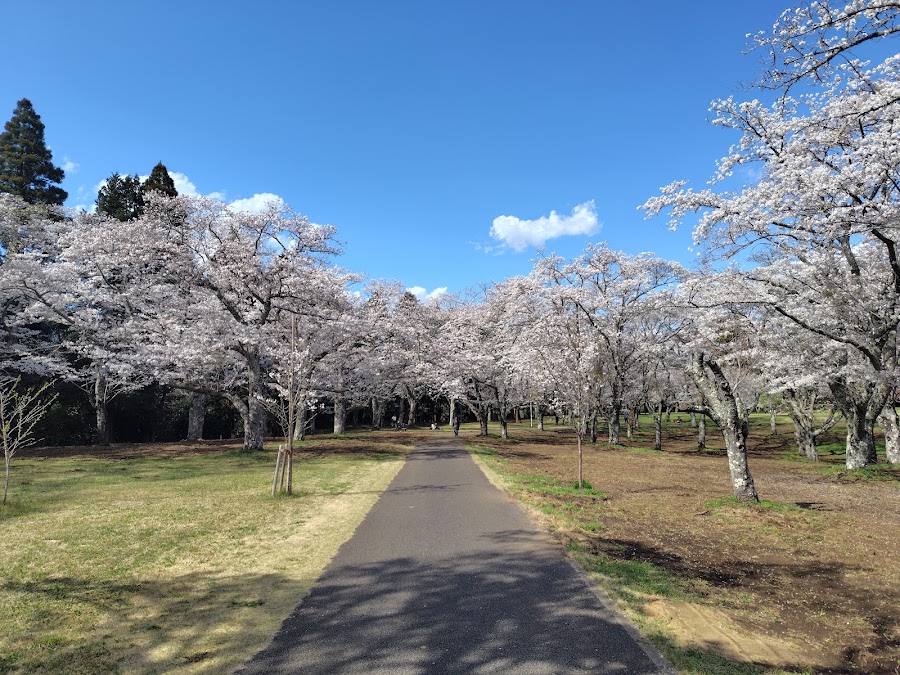 千葉市 昭和の森の写真