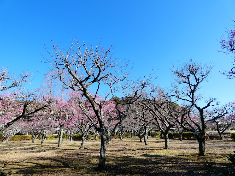 袖ケ浦公園の写真