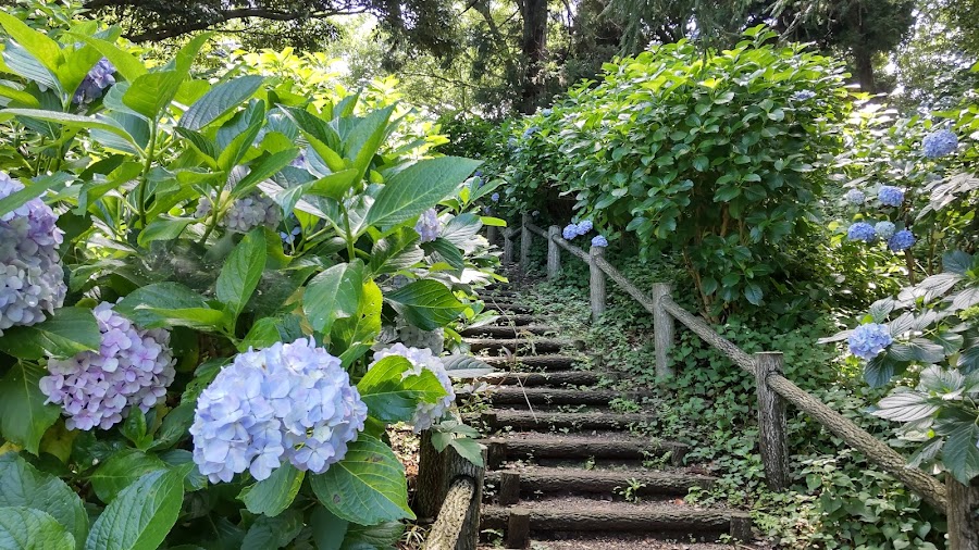 袖ケ浦公園の写真