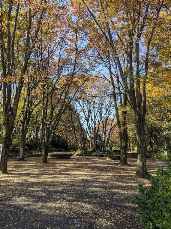 所沢航空記念公園 ドッグランの写真