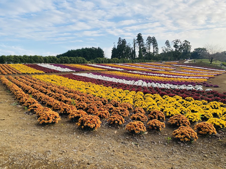 東京ドイツ村 わんちゃんランドの写真