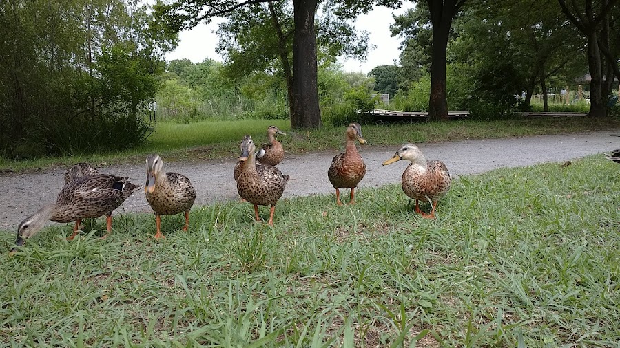 舎人公園の写真