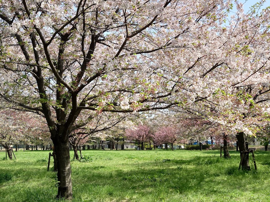 舎人公園 ドッグランの写真