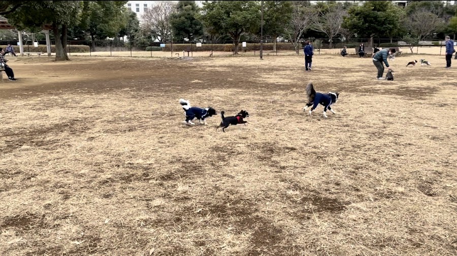 つばさドッグラン（城南島海浜公園）の写真