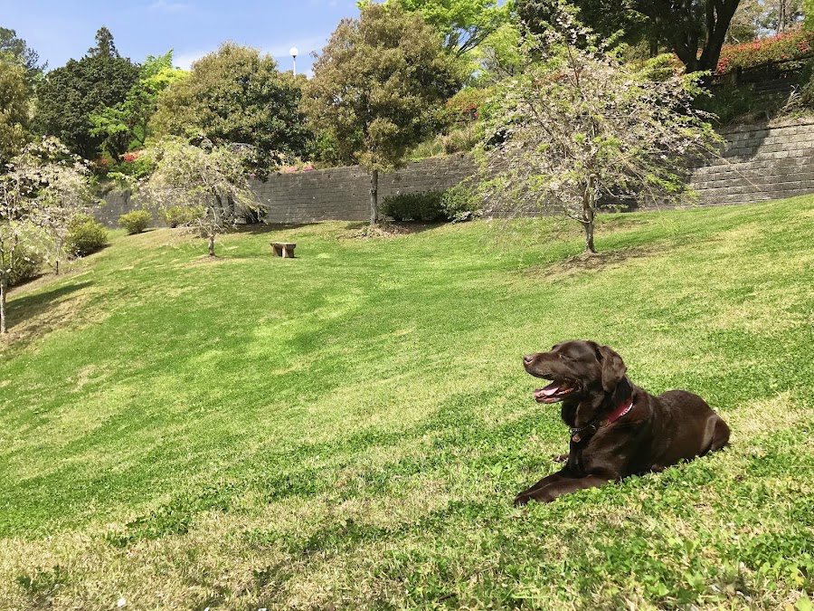 つま恋リゾート彩の郷 ドッグコミュニティの写真