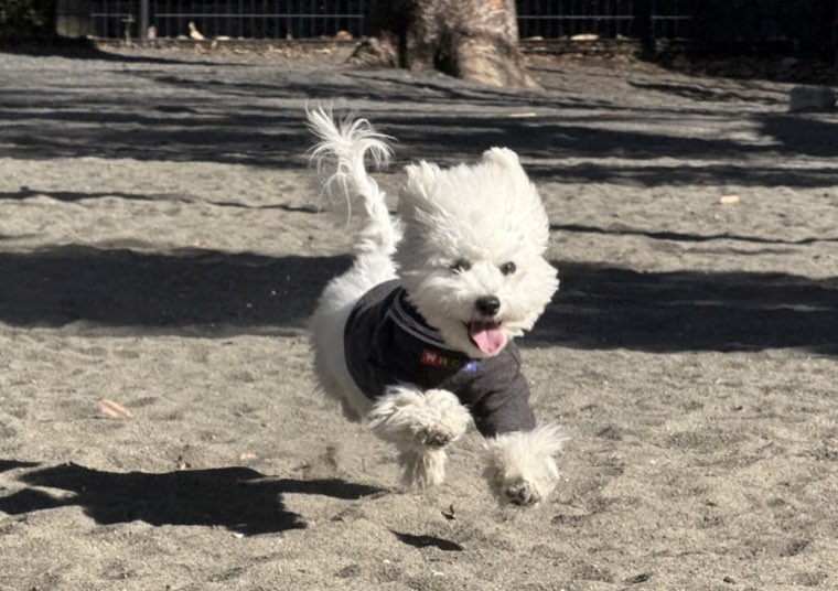 海の公園 犬の遊び場の写真