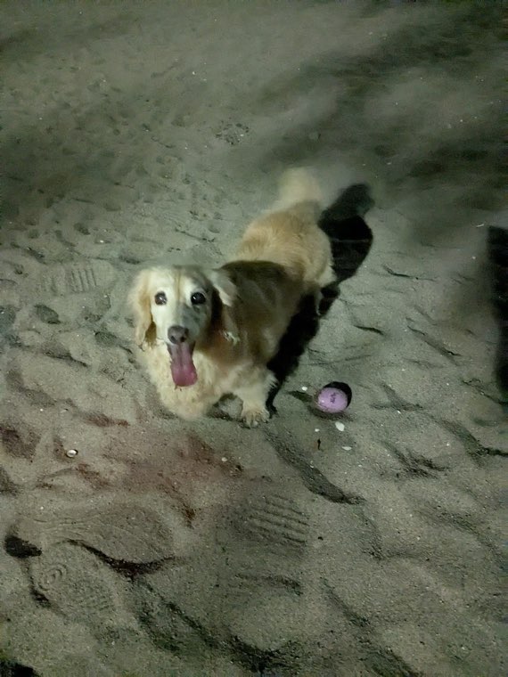 海の公園 犬の遊び場の写真