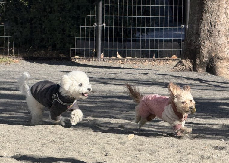 海の公園 犬の遊び場の写真