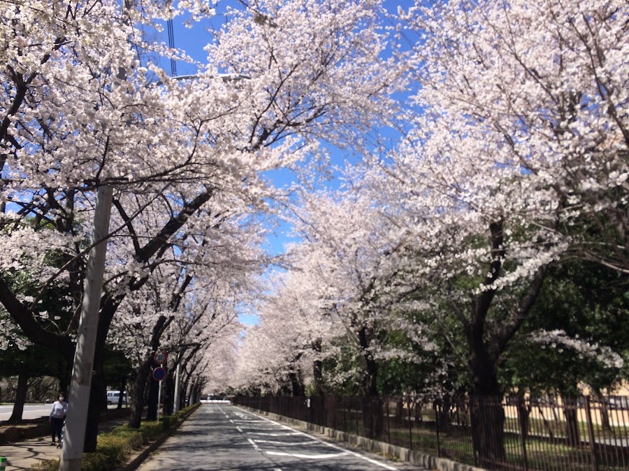 県営和光樹林公園の写真