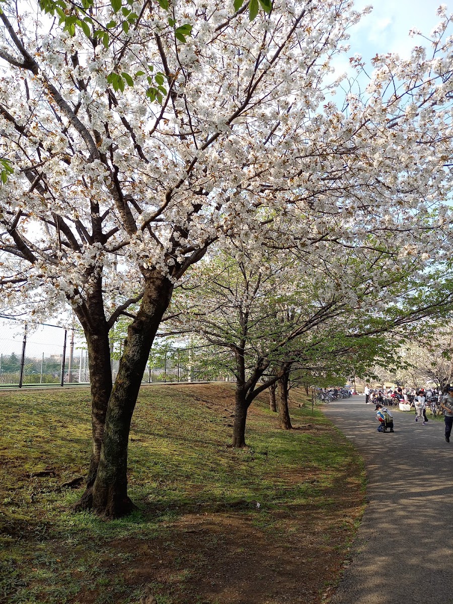 県営和光樹林公園の写真