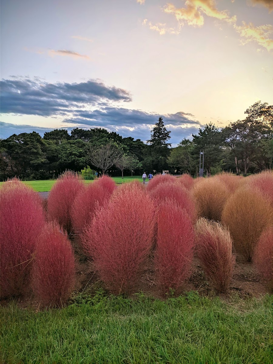県営和光樹林公園の写真