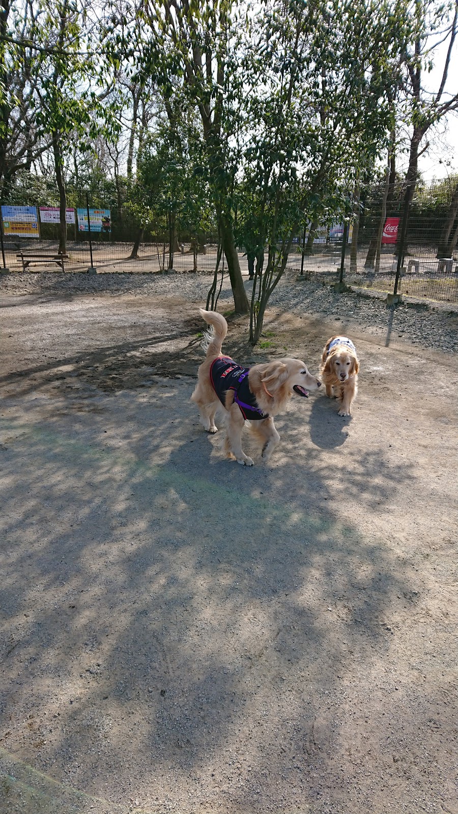 わんこイン Dog Runの写真