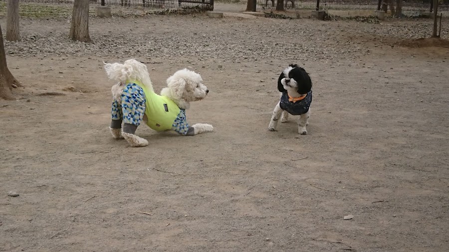 わんこイン Dog Runの写真