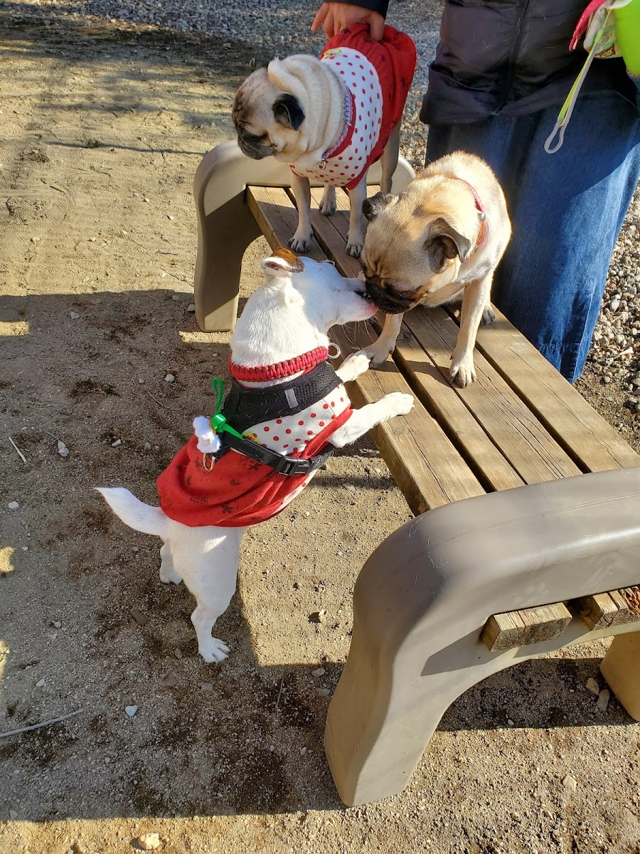 わんこイン Dog Runの写真