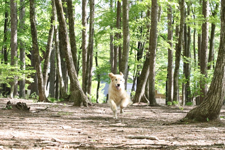 わんわんパラダイス八ヶ岳 森のドッグガーデンの写真