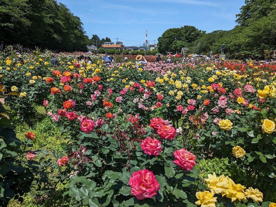 与野公園の写真