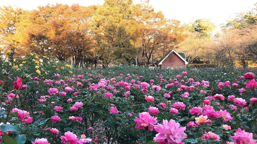 与野公園の写真