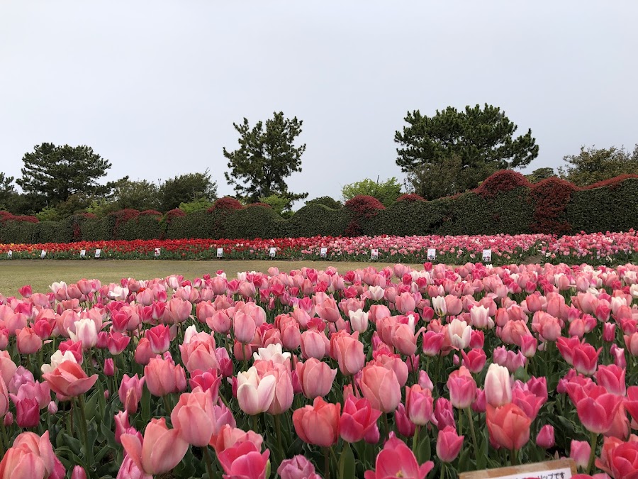 静岡県営 吉田公園の写真
