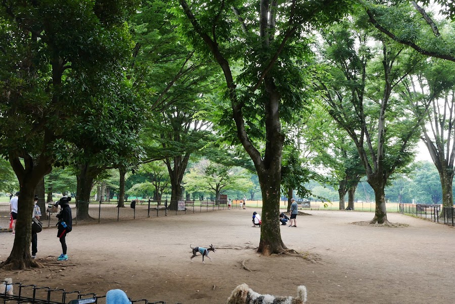 代々木公園ドッグランの写真