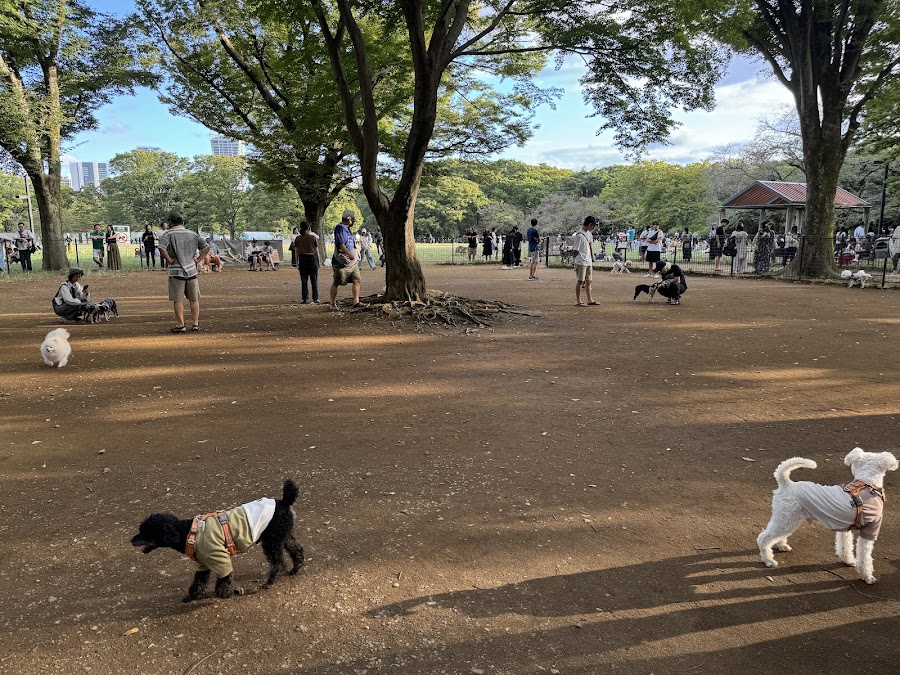 代々木公園ドッグランの写真