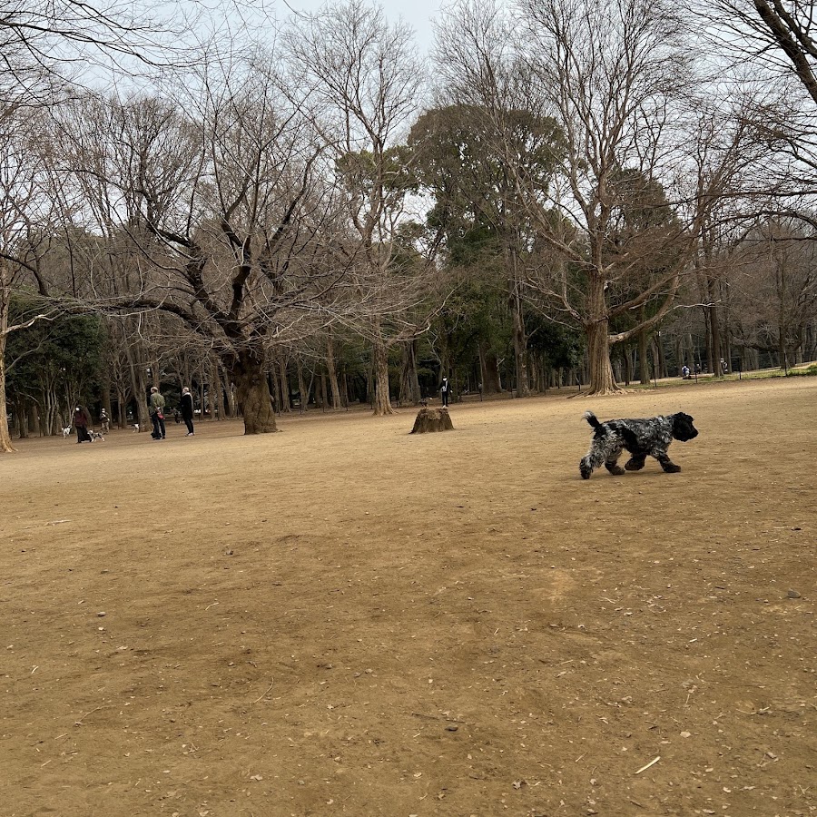 代々木公園ドッグランの写真
