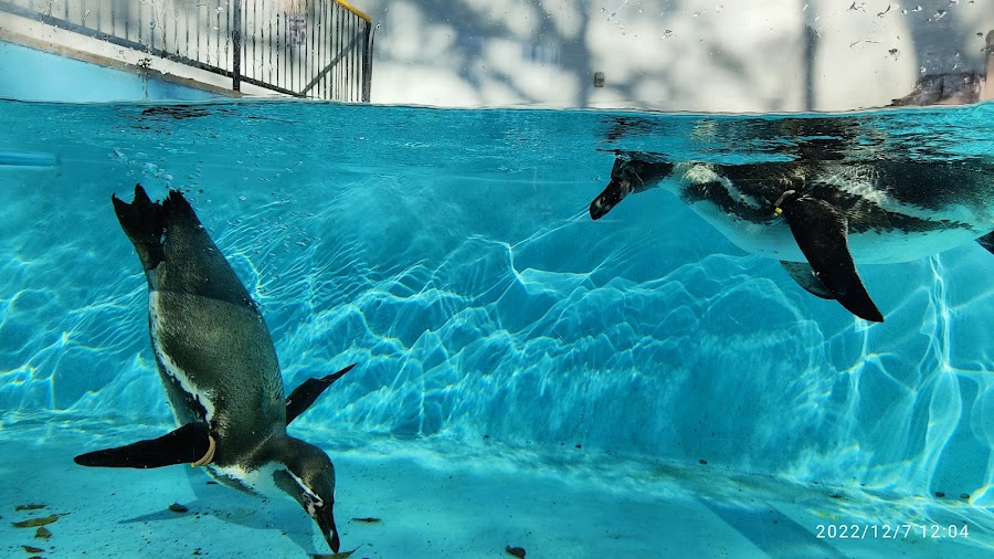 夢見ヶ崎動物公園の写真