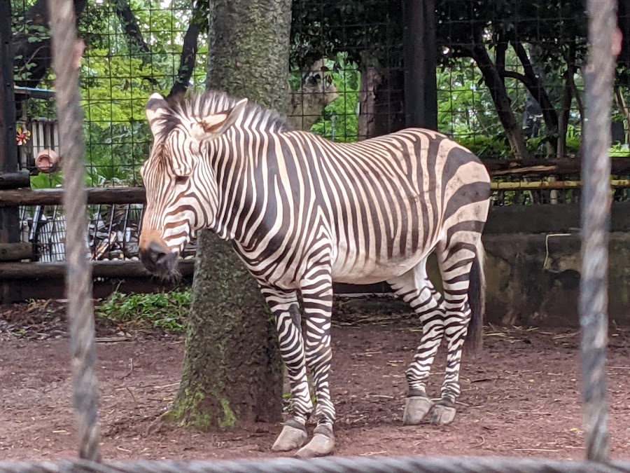 夢見ヶ崎動物公園の写真