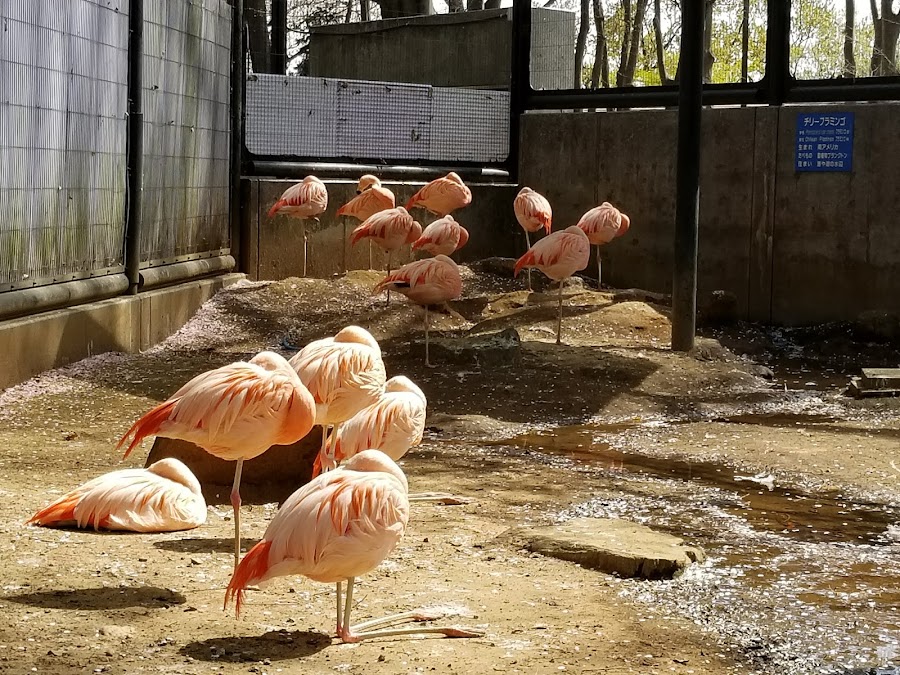 夢見ヶ崎動物公園の写真