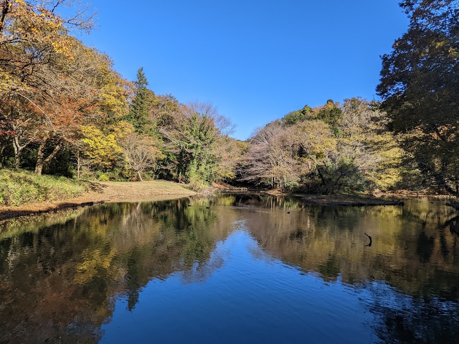 県立座間谷戸山公園の写真