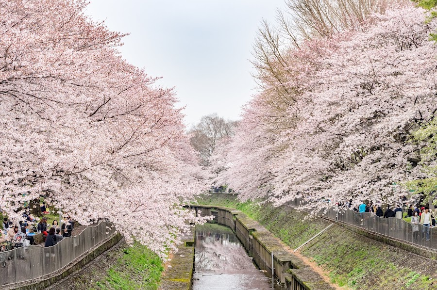 善福寺川緑地の写真